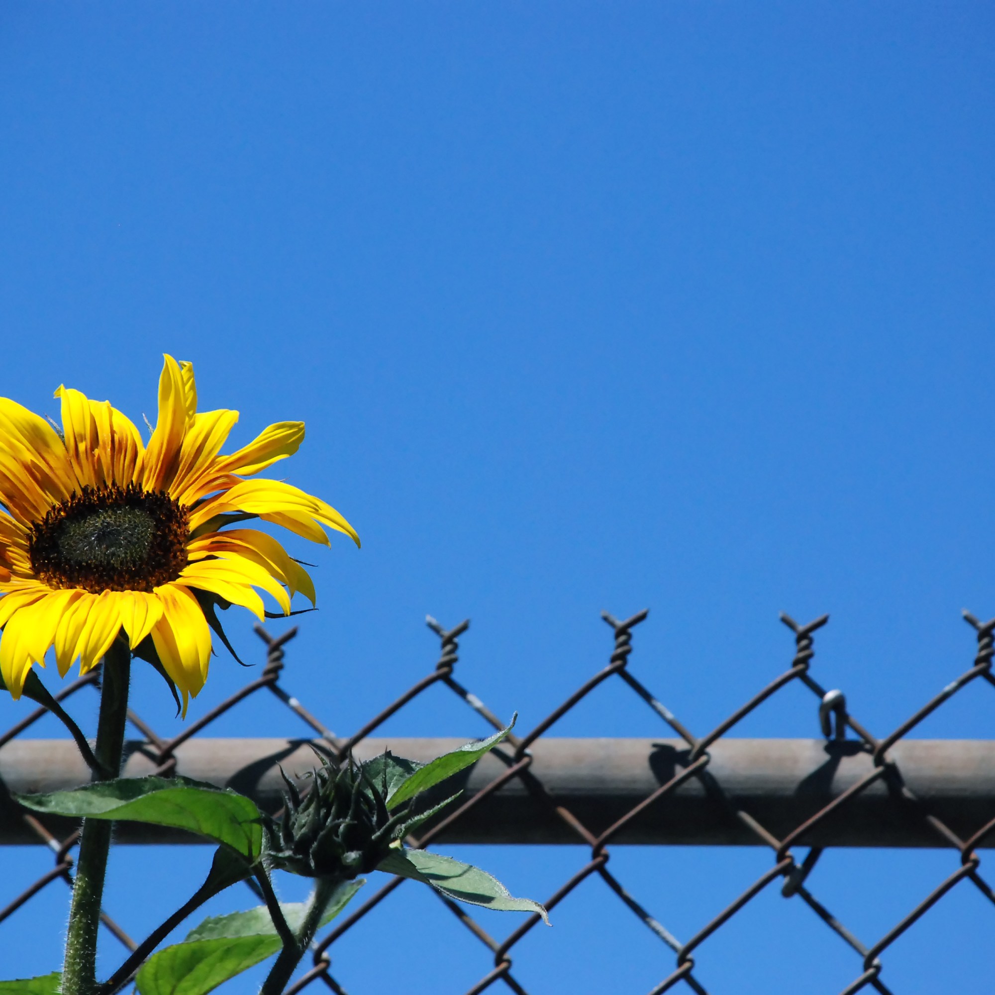 Sunflower on fence