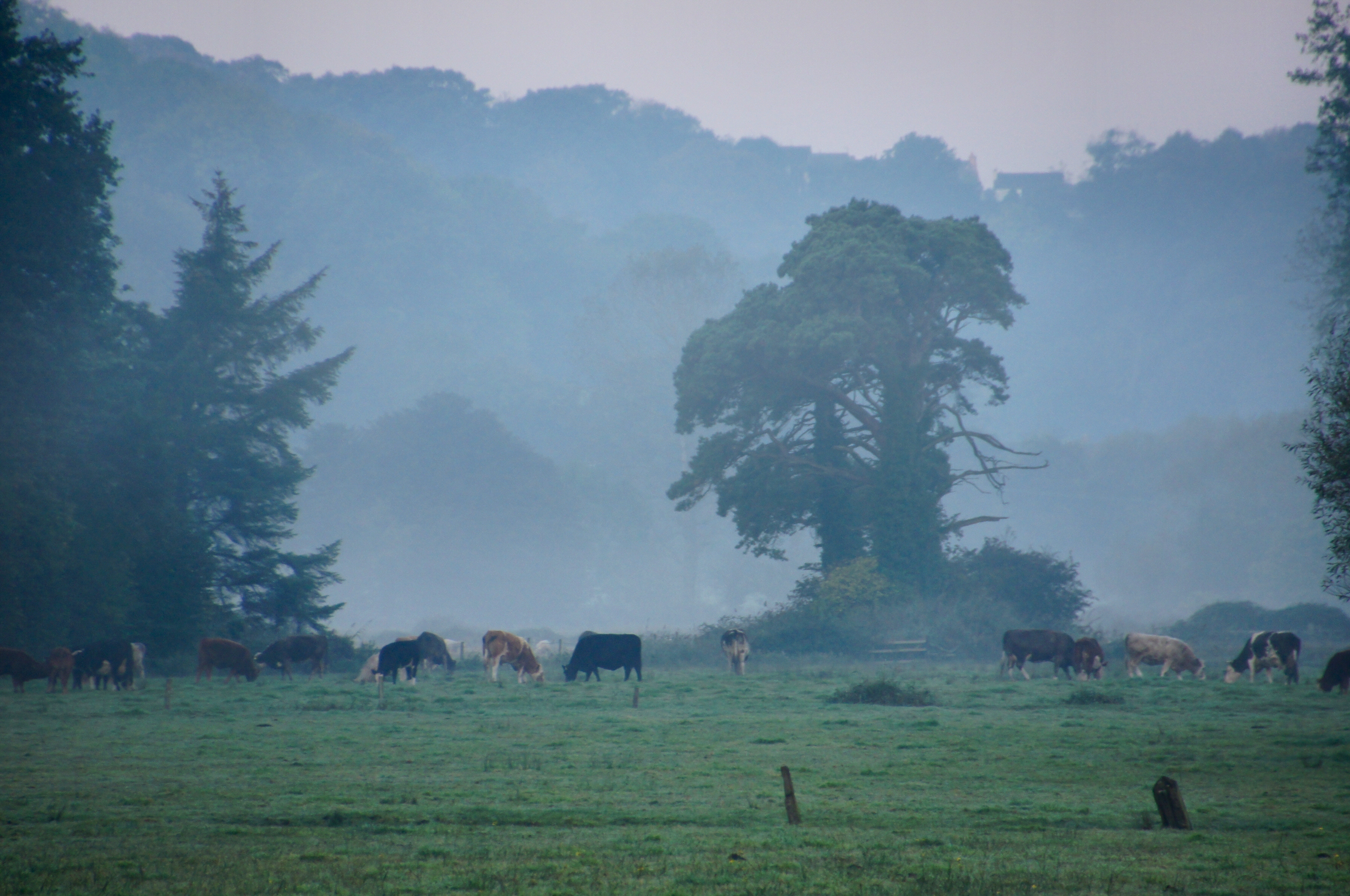 Misty-02-10-11-_0031