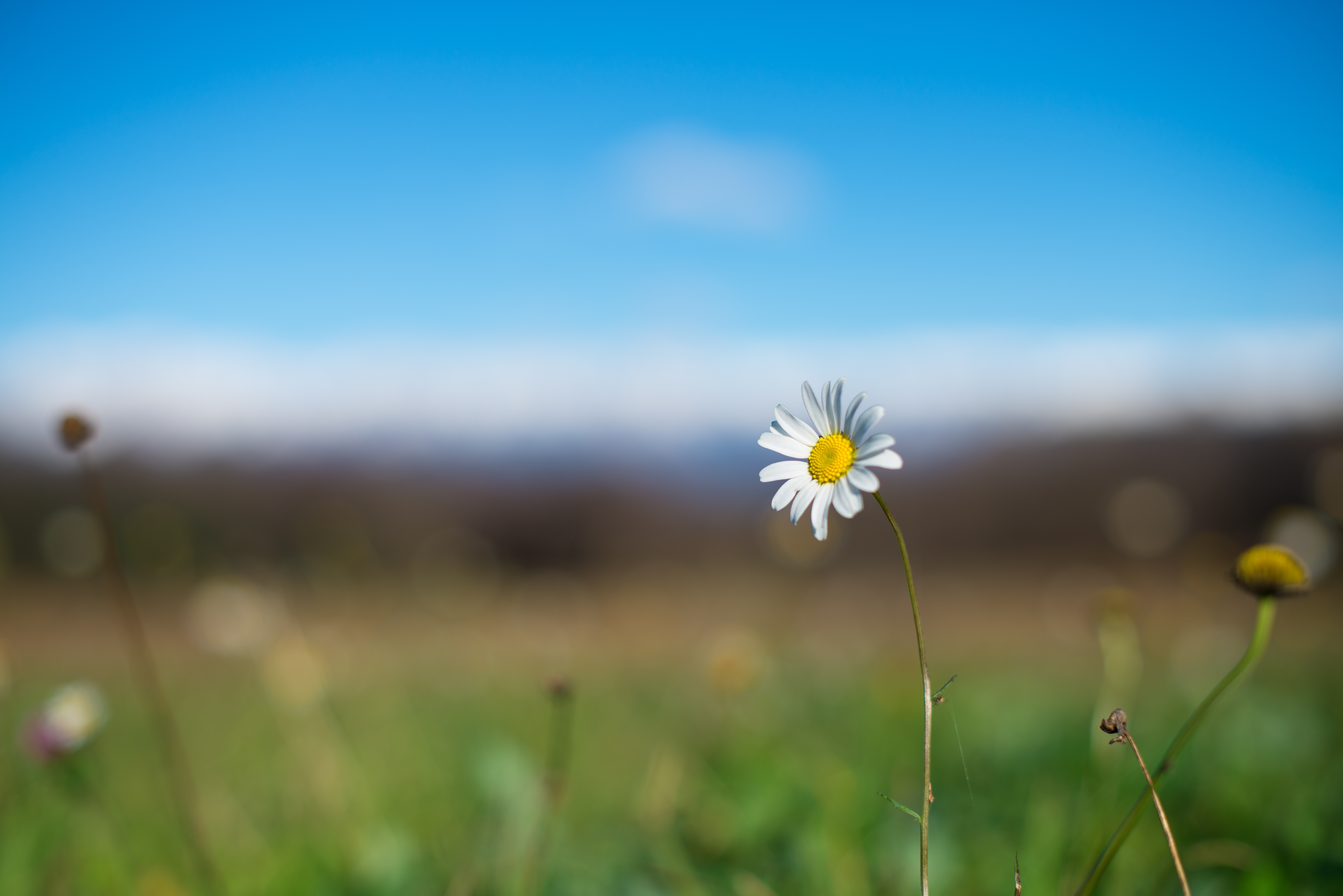 giulio-magnifico-78821