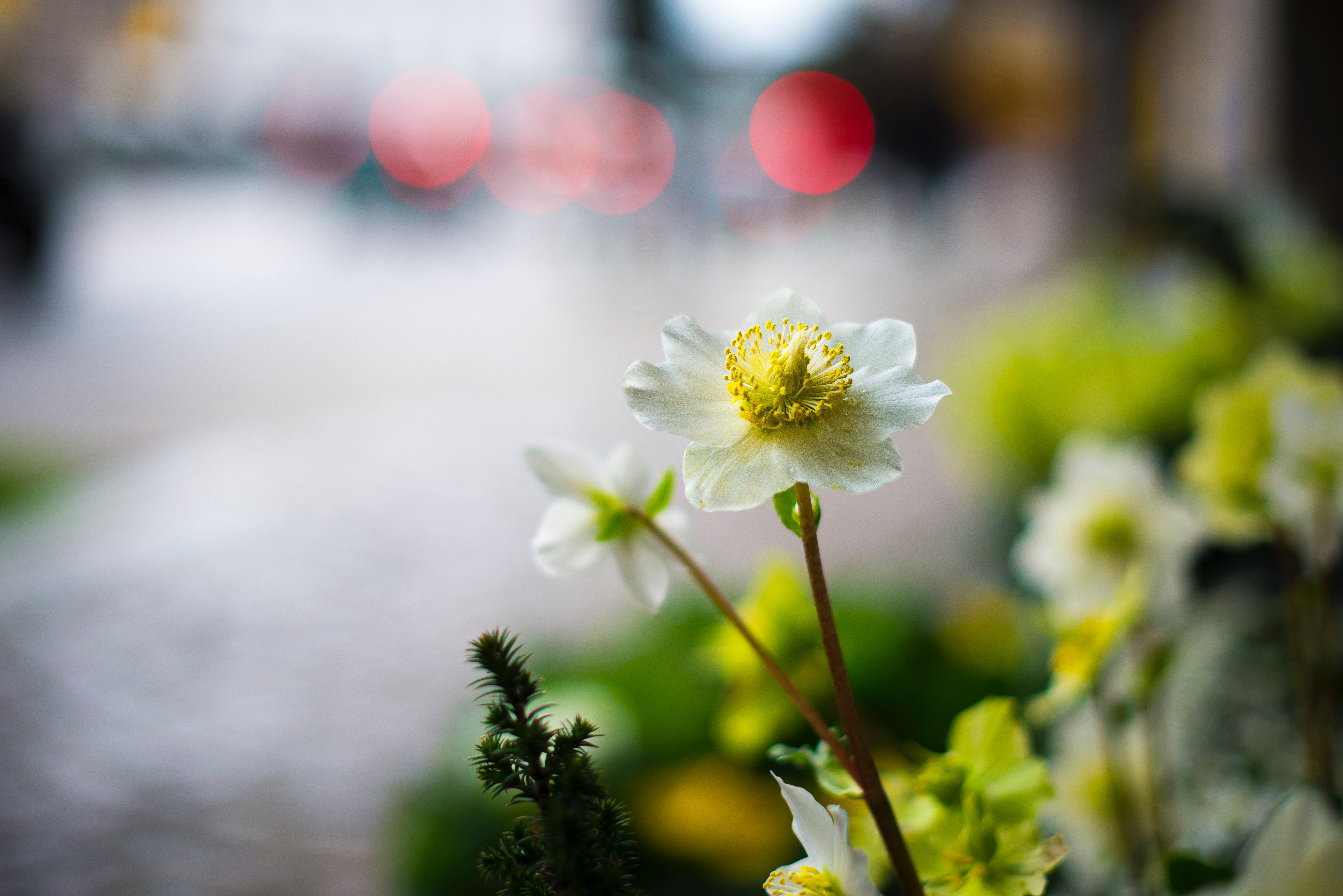 giulio-magnifico-91438