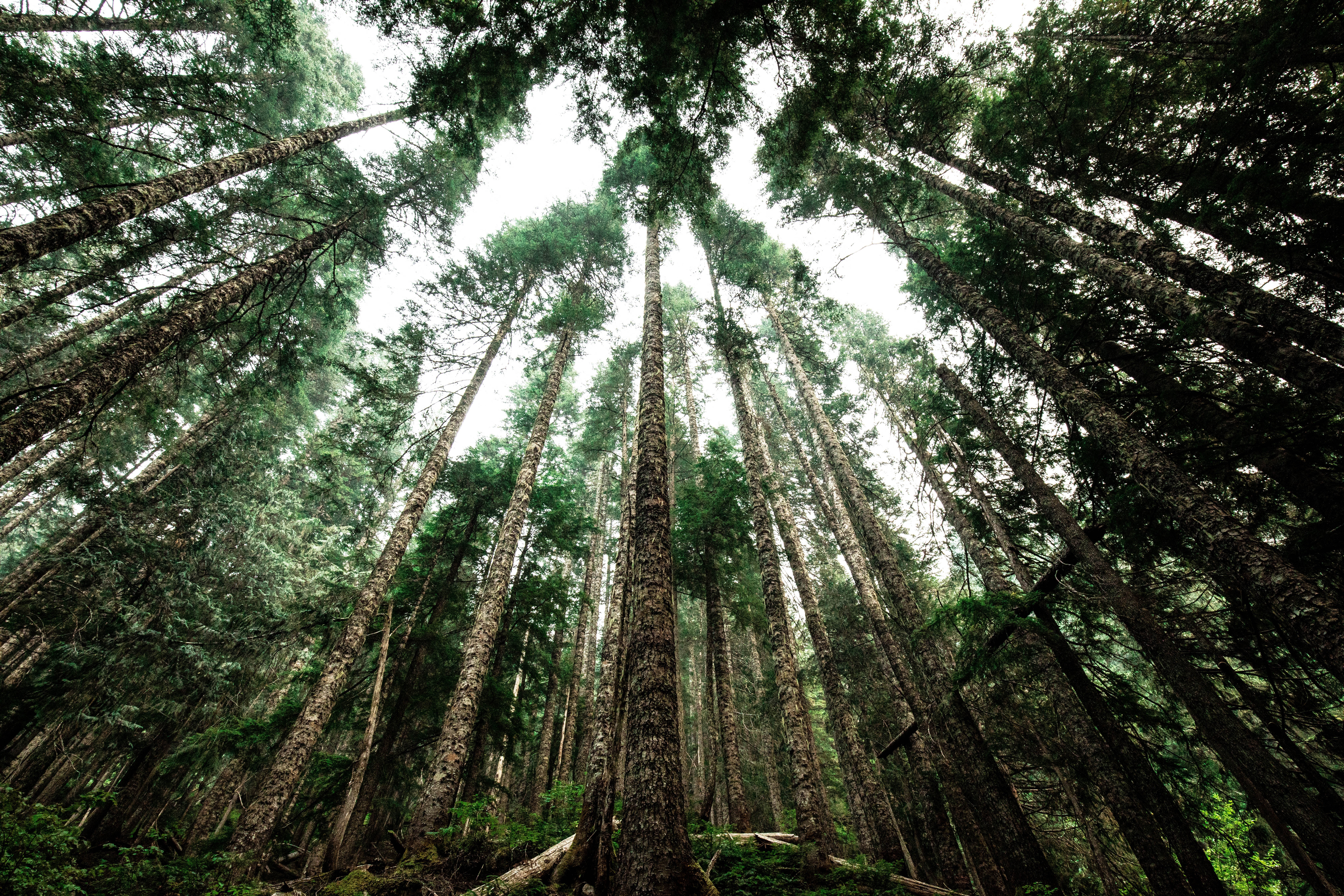 david-beatz-798138-unsplash