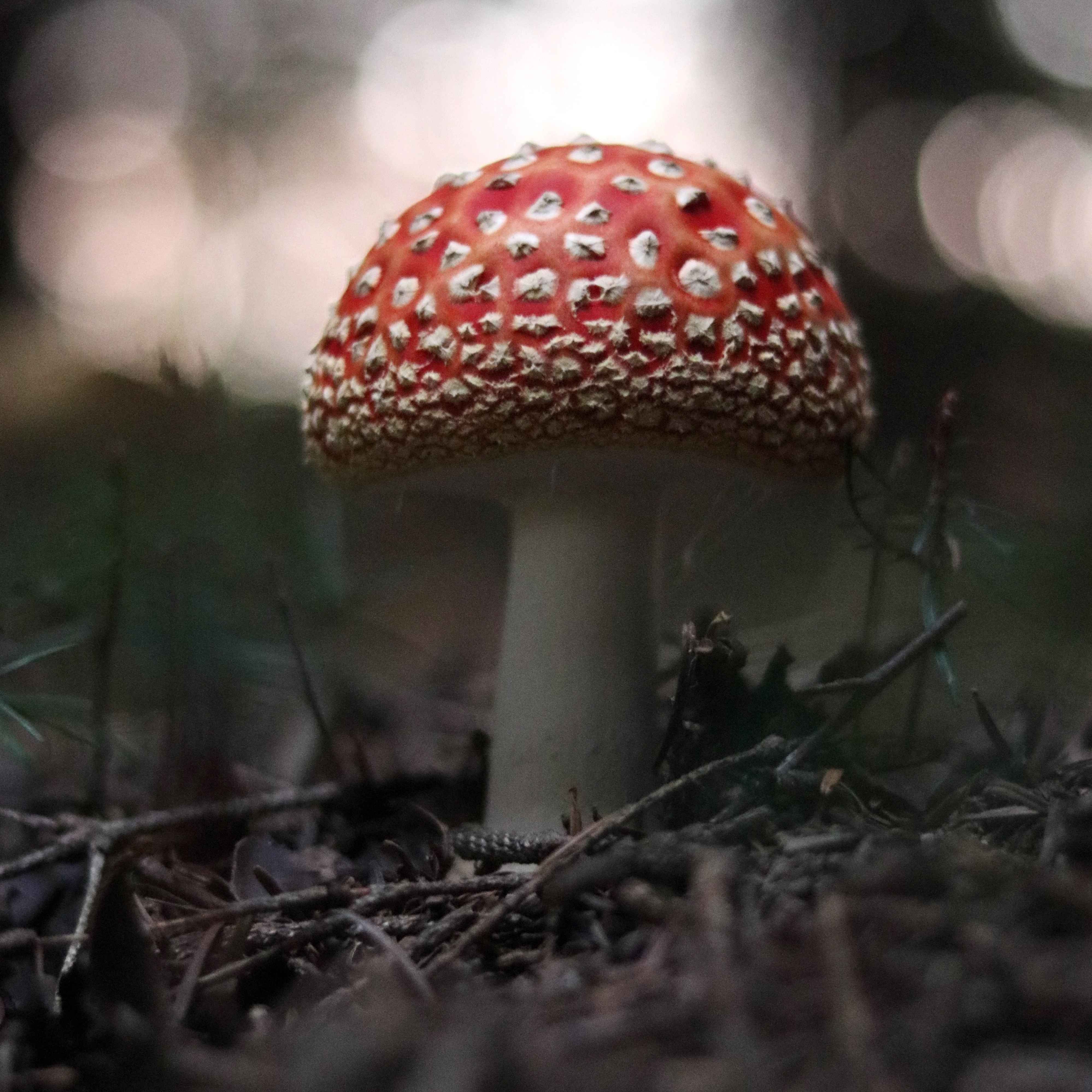 lisa-p-412495-unsplash