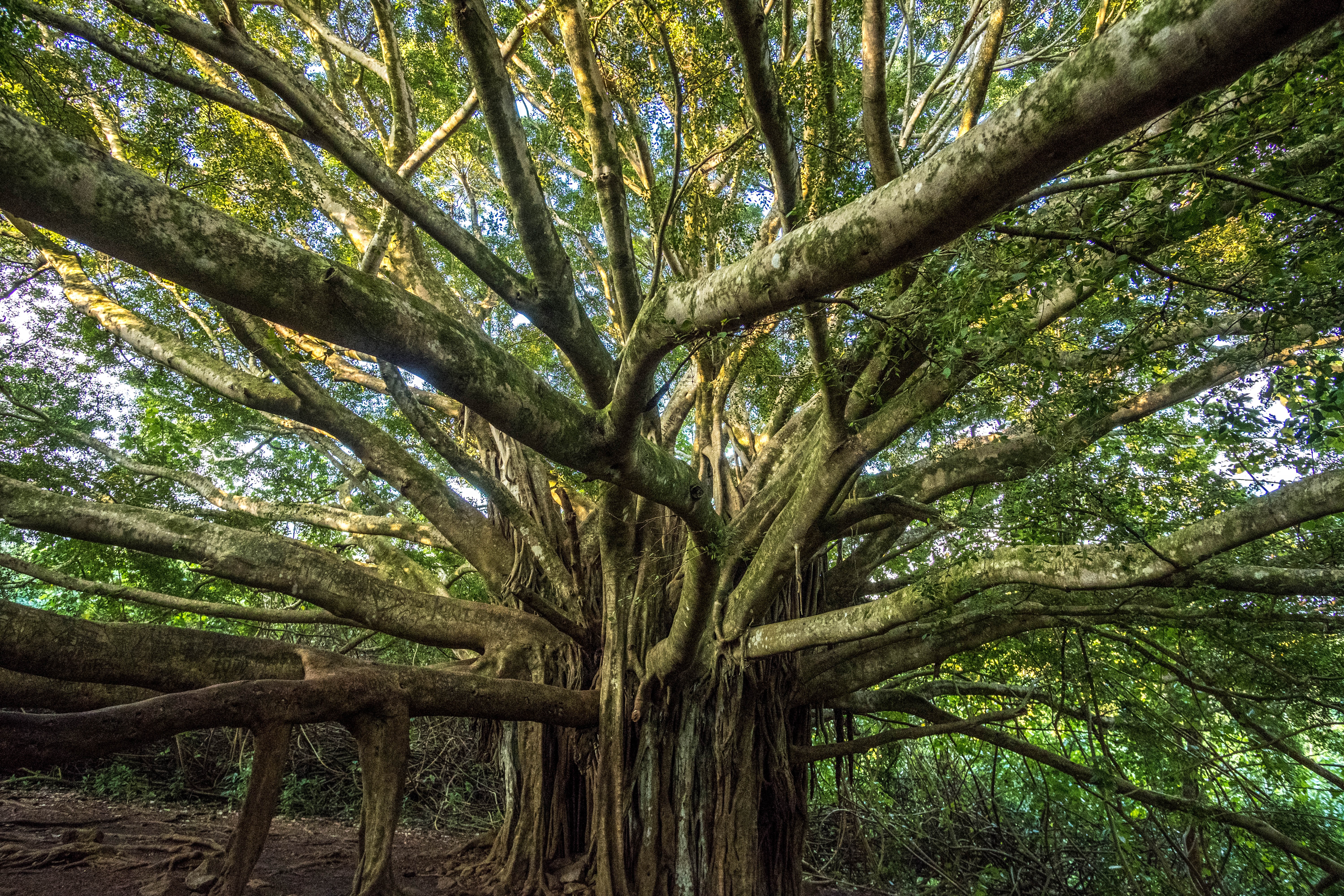 michael-liao-gg23QRZihfE-unsplash