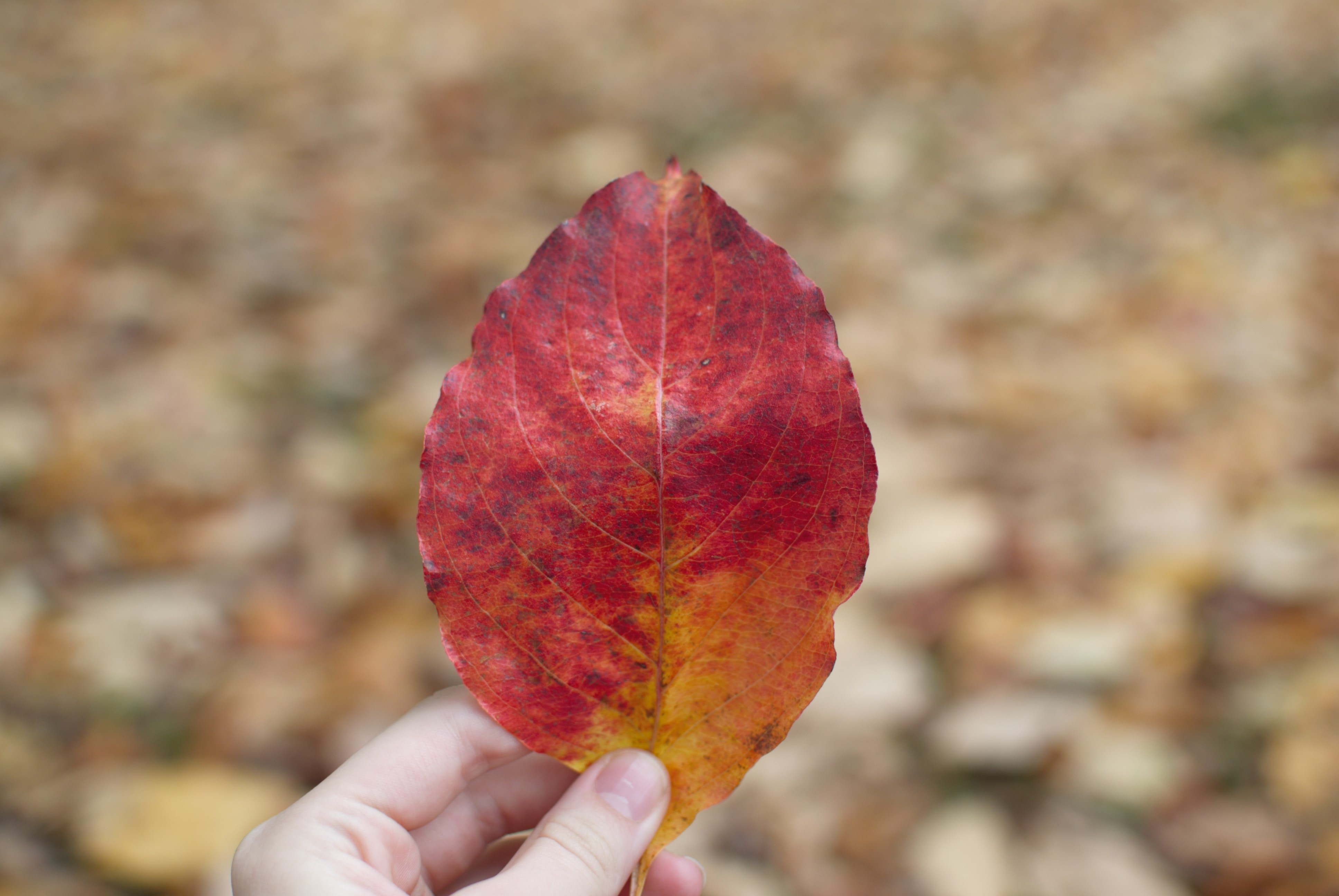 twinsfisch-bZXIpENNZt4-unsplash