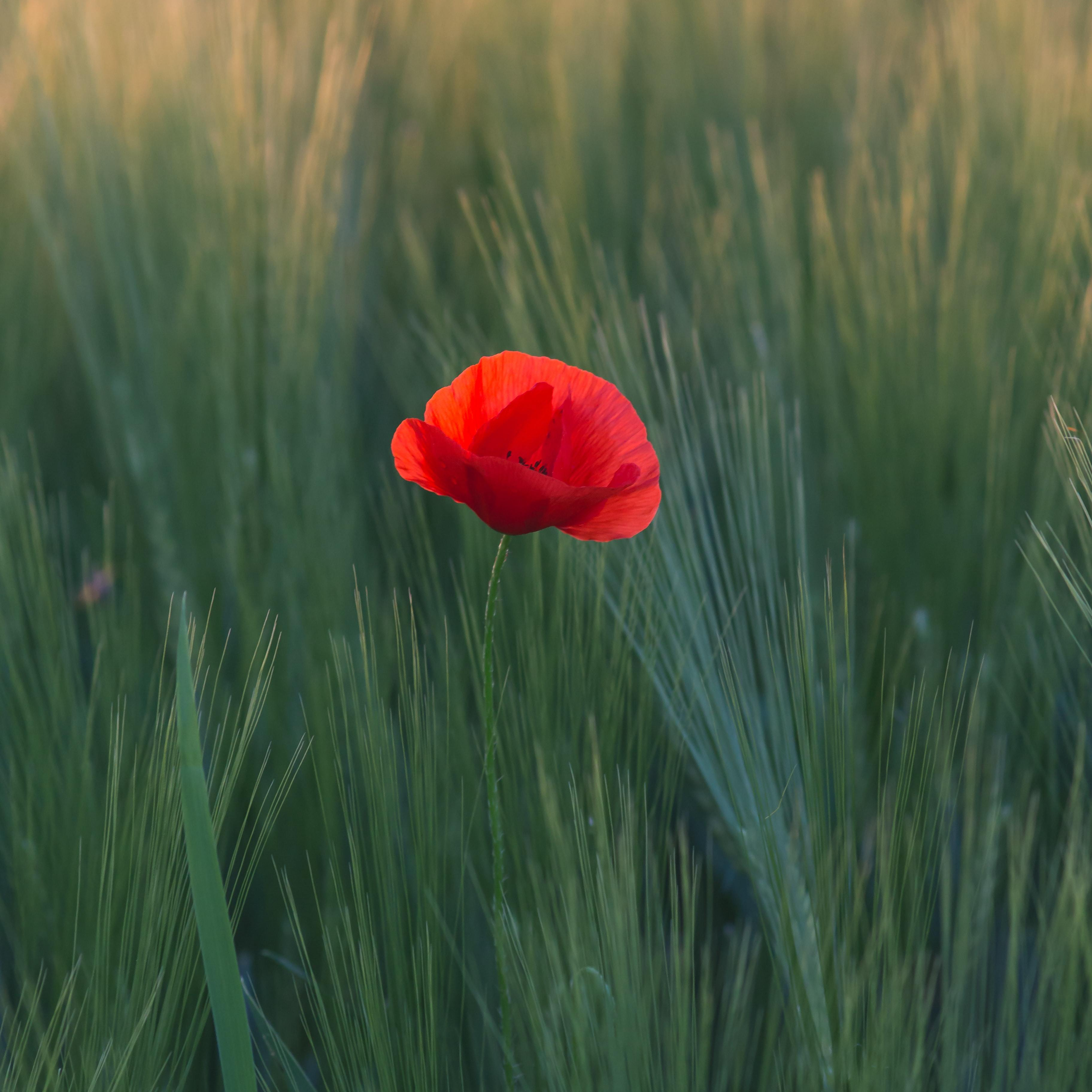 thomas-q-oAgf5kUHzFs-unsplash